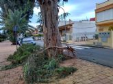 El PSOE pide la revisin y poda responsable del arbolado de gran porte