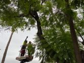 El Ayuntamiento revisa los árboles de la avenida Intendente Jorge Palacios para garantizar la seguridad de los vecinos durante la Feria