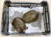 La Guardia Civil denuncia a una persona por capturar dos galpagos de la especie 'Mauremys leprosa'