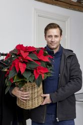 Esto es lo que debes tener en cuenta al comprar tu flor de Pascua