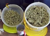 Nuevo golpe al cultivo ilcito de marihuana en el Mar Menor