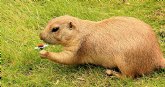 En el da de la marmota meetic predice cundo saldrn de su hibernacin los solteros