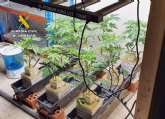 La Guardia Civil desmantela en Murcia un invernadero subterráneo dedicado al cultivo masivo de marihuana