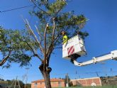 Parques y Jardines poda ms de un millar de rboles de los centros deportivos del municipio