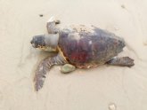 Encuentran los restos de un frailecillo y una tortuga boba en la playa de Las Mil Palmeras