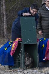Reintroduccin del lince ibrico en la Regin de Murcia