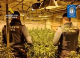 Desmantelan un grupo delictivo en Abarn dedicado al cultivo ilcito de marihuana