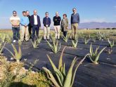 El cultivo de aloe vera aumenta su superficie cultivada un 53,84 por ciento en la Región