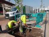 El Ayuntamiento de Murcia contina la plantacin de rboles en las aceras y paseos del municipio