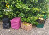 La Guardia Civil detiene a dos vecinos de Mula por la sustracci�n de 10 toneladas de limones en fincas del municipio mule�o