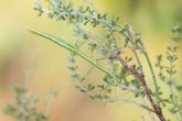 Sierra Espuña alberga el único hábitat conocido en el mundo de una especie de insecto palo