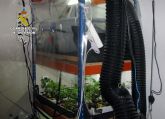 La Guardia Civil desmantela en Murcia dos invernaderos clandestinos de marihuana