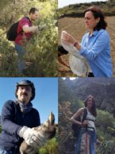 La dispersin de semillas por aves a travs del Mediterrneo explica la estructura gentica de un arbusto en Europa y frica, segn la UMU