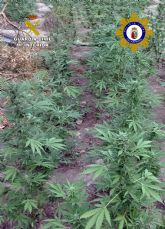 Desmantelan una gran plantación de marihuana en una zona montañosa de Calasparra