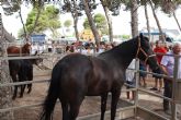 Ganaderos de toda la Región se dan cita en la CCXXIV Real Feria de Ganado de San Pedro del Pinatar