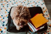 Viajes dog-friendly: Las vacaciones de verano ya no serán un problema para nuestros perros