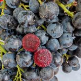 BOOMBITEST: llega a Espa&ntilde;a la primera uva de mesa que contiene antocianinas de forma natural en toda la pulpa