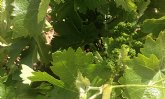Mosto y zumo de uva ecológico campaña 2019/2020. Prácticas enológicas permitidas