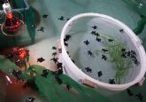 Medio Ambiente enva diez ejemplares de tortuga boba al Centro Oceanogrfico de Valencia