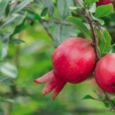 Espana produce ms de 79.000 toneladas de granada - nica fruta con punicalagina- aliada para la astenia otonal