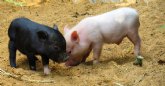 Asaja Murcia muy “preocupada” ante la posibilidad de que la peste porcina llegue a España