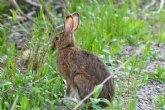 Medio Ambiente prolonga durante un año las medidas extraordinarias para combatir los daños causados por la proliferación de conejos