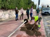 La calle Pintor Almela Costa de El Infante gana sombra natural gracias a la plantacin de 14 almeces