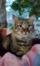 Urgencias veterinarias ms comunes durante la Navidad