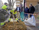 El Ayuntamiento de Murcia est plantando ms de 11.000 rboles gracias al Plan Foresta y a la campaña de reposicin de arbolado