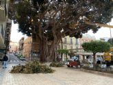 El Ayuntamiento lleva a cabo la poda anual de los monumentales Ficus de la Plaza de España