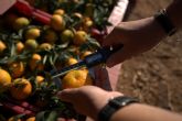 Un informe al tercer a&ntilde;o de injertar XLO confirma su precocidad, gran calibre y sorprende por su productividad