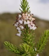 El Gobierno regional entra en el Consorcio Europeo para la restauracin de la biodiversidad a travs del proyecto FLoRE