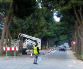 Comienza la poda de los mas de 200 eucaliptos y pinos de la N301