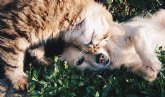 No se observan casos de COVID-19 en mascotas hasta la fecha