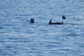 ANSE evala la interaccin entre delfines mulares y pesca en las costas del Sureste y Andaluca