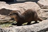 Terra Natura Murcia ampl�a su grupo de nutrias con la llegada de cuatro nuevos ejemplares
