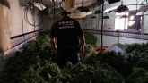 La Polica Local de Torre Pacheco desmantela un punto de cultivo y produccin de marihuana