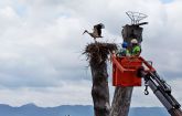 Terra Natura Murcia anilla cinco pollos de cigeñas para realizar un seguimiento de la poblacin en la Regin de Murcia