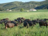 El IMIDA enva semen y embriones de cabra murciano-granadina a Bolivia y Repblica Dominicana