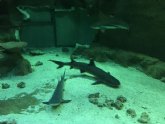 El acuario de la Universidad de Murcia cede un tiburón macho de puntas negras al Oceanogràfic de Valencia para buscarle pareja