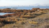 El Gobierno regional inicia los trmites para el desarrollo del Plan de Recuperacin de la Esparraguera del Mar Menor