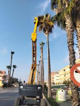 El Ayuntamiento de Puerto Lumbreras inicia la campana de anual de poda de palmeras del municipio