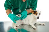 El 82% de los veterinarios afirman que los parásitos en mascotas han aumentado en nuestro país debido al aumento de las temperaturas