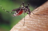 Salud recomienda evitar acúmulos de agua para impedir focos de cría del mosquito tigre