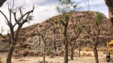 El Ayuntamiento de Lorca replanta los 14 ejemplares de jacaranda que fueron retirados de la Carretera de Caravaca