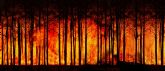 La prevención de los incendios forestales y la repoblación