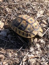 La Comunidad ampliar el plazo del Plan Conservacin de la tortuga mora para impulsar un amplio proceso participativo