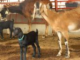 El IMIDA ensaya la adicin de romero en la dieta de la cabra murciano-granadina para potenciar la transmisin de antioxidantes en la leche y el queso