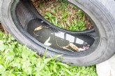 ¿Por qué el reciclado de neumáticos contribuye a evitar la proliferación de mosquitos?