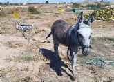 La Guardia Civil detecta irregularidades en una finca de caballos de Torre Pacheco